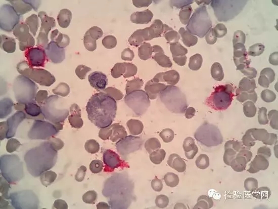 今天，跟大家一起分享——成像流式细胞术