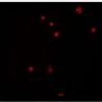 Annexin V-FITC细胞凋亡检测试剂盒