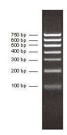 PCR分子量标准II
