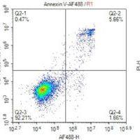 Annexin V-AF488细胞凋亡检测试剂盒