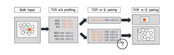免疫组库分析为何要用到单细胞测序技术？