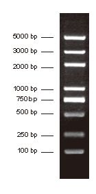 DNA分子量标准加强型 (2000bp)