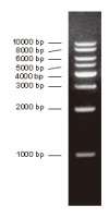 DNA分子量标准 (1000bp)