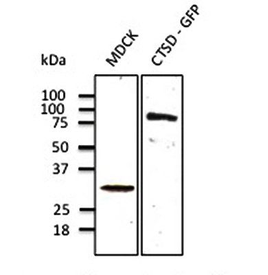 Cathepsin D antibody抗体，biorbyt