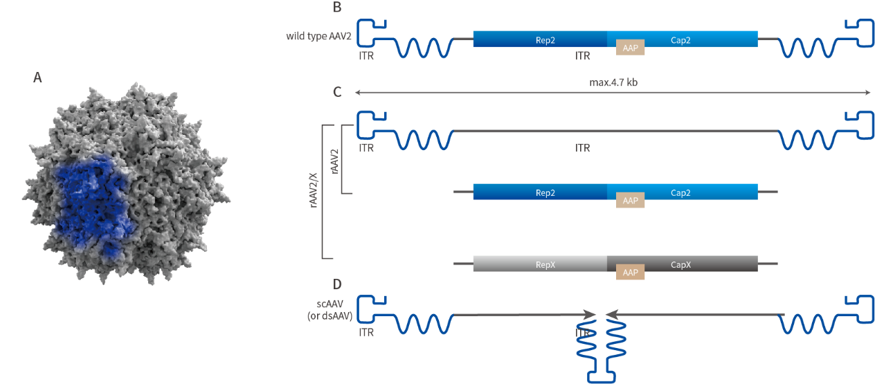 腺相关病毒（AAV）现货