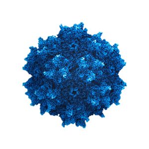 腺相关病毒（AAV）现货