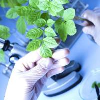 植物样品生理生化检测
