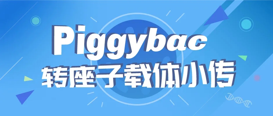 Piggybac转座子载体