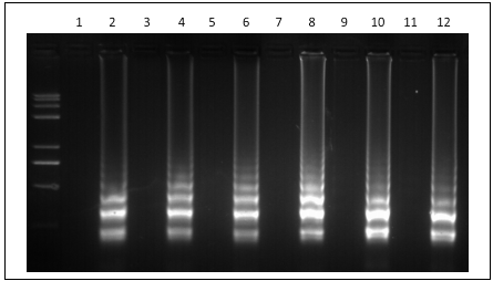 产碱普罗威登斯菌LAMP试剂盒