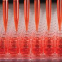 Nunc Edge 2 96孔板，F型底，细胞培养表面，无菌，带盖 167425