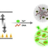 酶活性检测实验