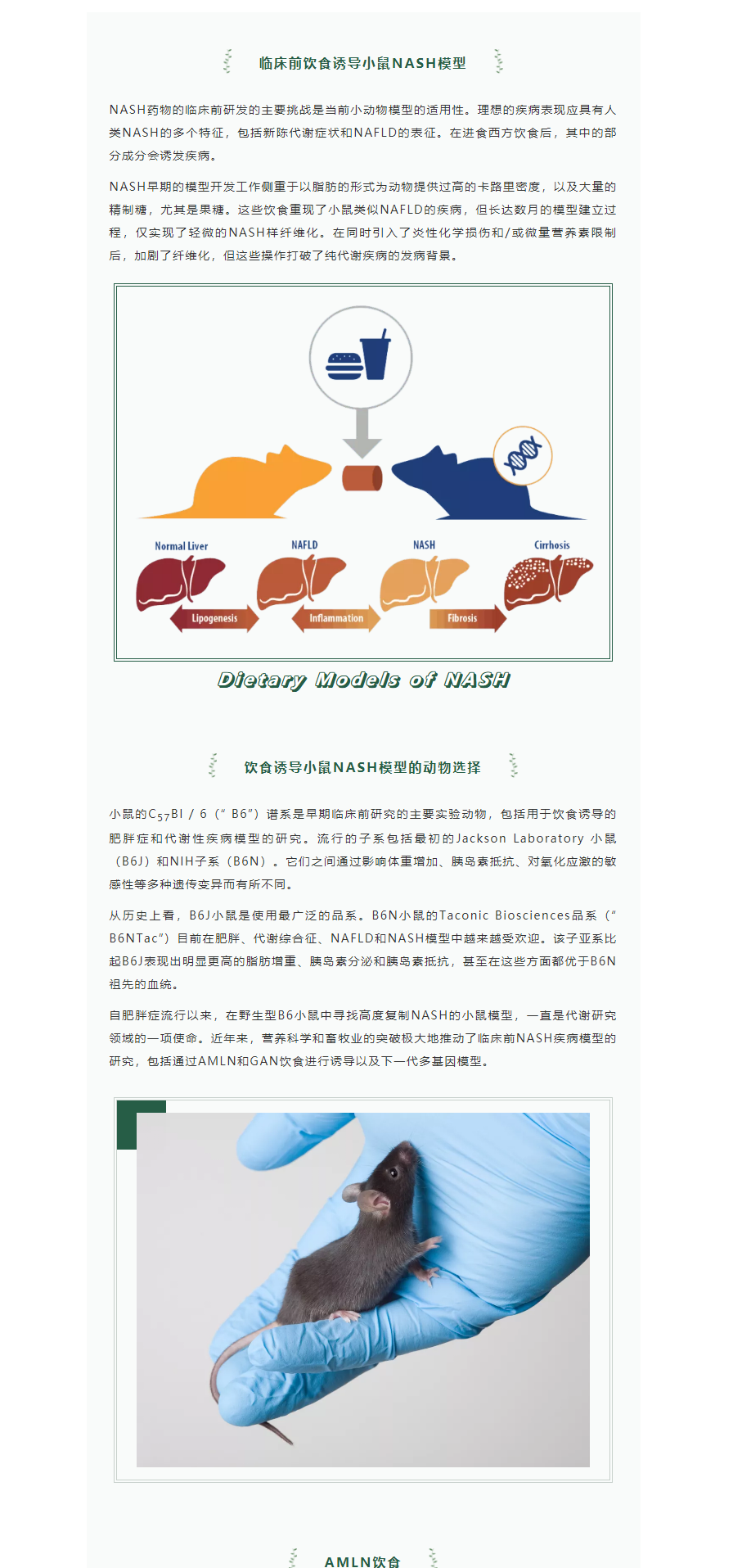 饮食诱导小鼠NASH模型：对比AMLN饮食和MS-NASH小鼠