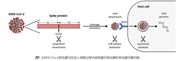 SARS-CoV-2靶向检测试剂盒相关研究