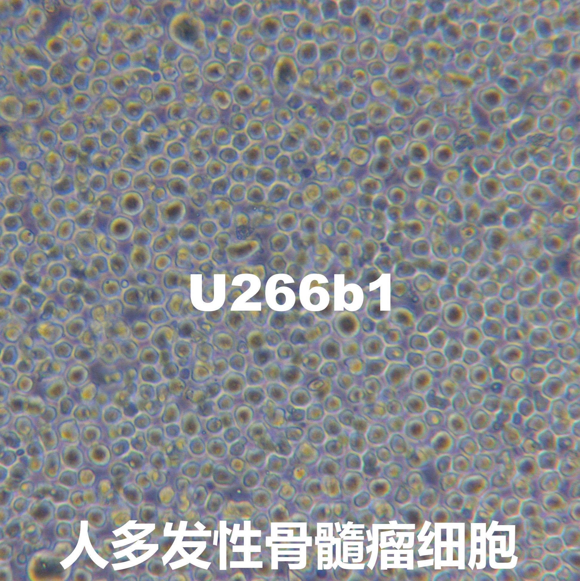 U266B1[U266-B1; U266 B1; U-266; U 266; U266; U266S; U266BL; U266 Bl; 266 Bl]人多发性骨髓瘤细胞
