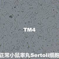 TM4【TM-4】正常小鼠睾丸Sertoli细胞