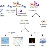 免疫共沉淀（CHIRP）实验服务
