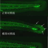 利用斑马鱼模型评价防晒（晒后修复）功效