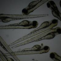 利用斑马鱼模型评价雌激素/雌激素评价方案