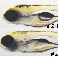 利用斑马鱼模型评价皮肤光毒性