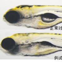 利用斑马鱼模型评价皮肤光毒性