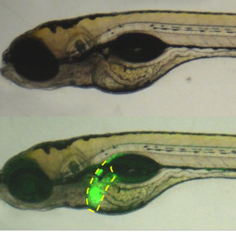 利用斑马鱼模型检测雌激素物质