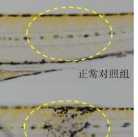 利用斑马鱼模型评价促进伤口愈合功效