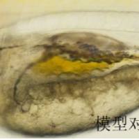 利用斑马鱼模型评价提亮肤色功效