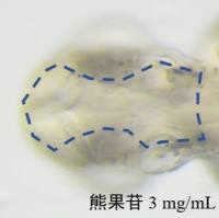 利用斑马鱼模型评价化妆品美白作用