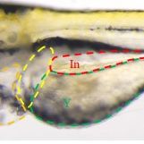 利用斑马鱼模型评价胚胎毒性
