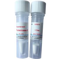 重组蛋白酶K