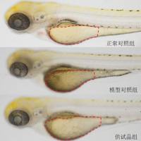 利用斑马鱼模型评价化妆品提亮肤色功效