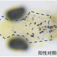 利用斑马鱼模型评价化妆品祛斑作用