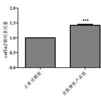 利用斑马鱼模型评价增加皮肤弹性功效