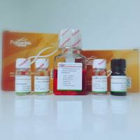 人间充质干细胞成脂诱导试剂盒培养基