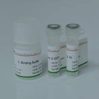 Annexin V-GFP/PI 双染细胞凋亡检测试剂盒