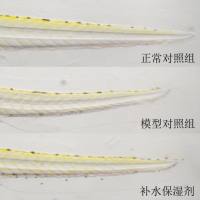 利用斑马鱼模型评价补水保湿功效