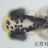 利用斑马鱼模型评价美白淡斑功效