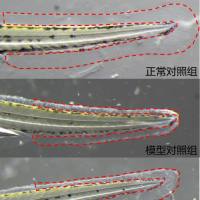 利用斑马鱼模型评价化妆品晒后修复作用
