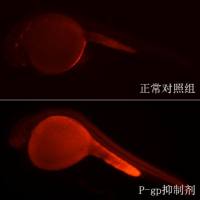 利用斑马鱼模型评价多药耐药逆转作用