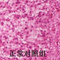 利用斑马鱼模型评价长期毒性