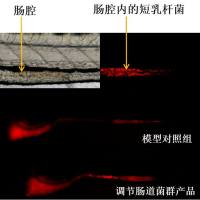 利用斑马鱼模型评价调节肠道菌群功效