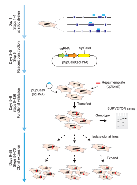 如何用cas9做敲入？