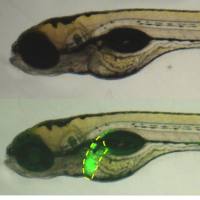 利用斑马鱼模型检测雌激素