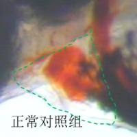 利用斑马鱼模型评价补血功效
