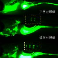 利用斑马鱼模型评价强健骨骼功效