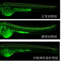 利用斑马鱼模型评价保护中枢神经作用