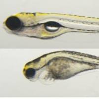 利用斑马鱼模型评价药物发育毒性与致畸性风险