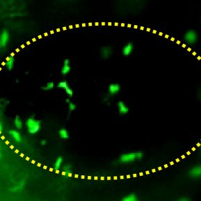 利用斑马鱼模型评价细菌性肺炎防治作用