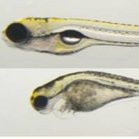 利用斑马鱼模型评价保健食品发育毒性与致畸性风险