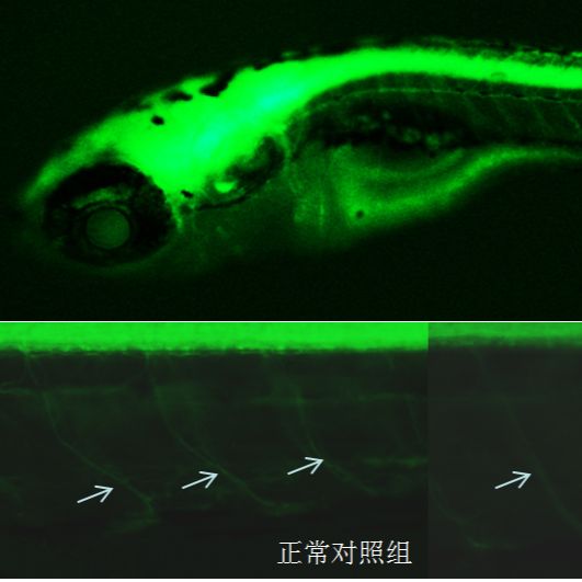 利用斑马鱼模型评价糖尿病神经保护功效_价格-厂家-供应商_杭州环特生物 